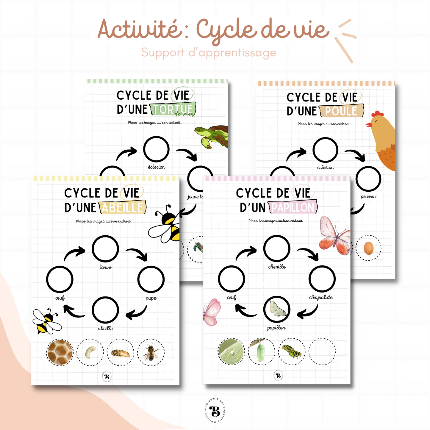 Cycle de vie des animaux